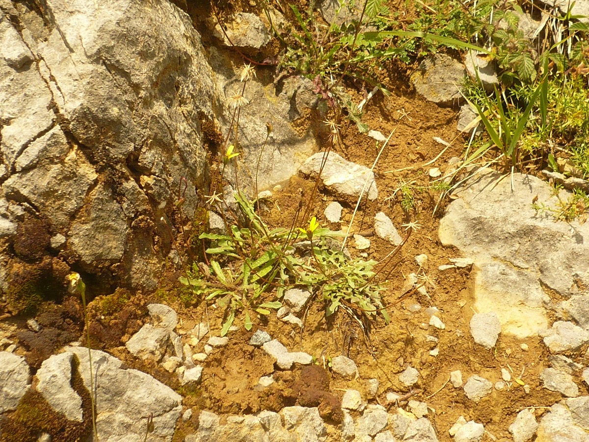 Leontodon saxatilis subsp. saxatilis (Asteraceae)
